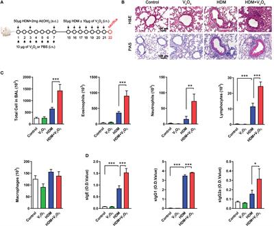 Vanadium exposure exacerbates allergic airway inflammation and remodeling through triggering reactive oxidative stress